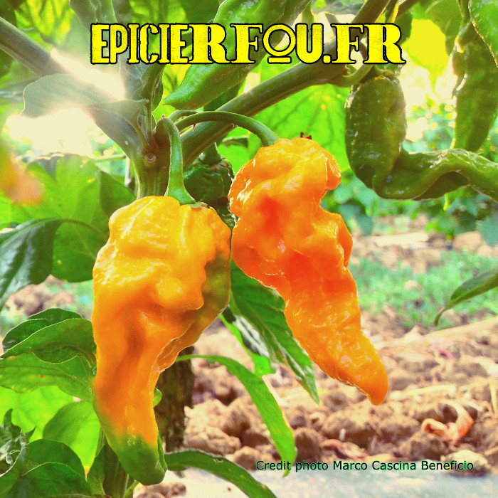 piment Fatalii