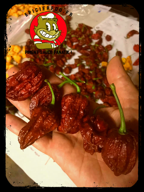 Piment Bhutlah séché super fort