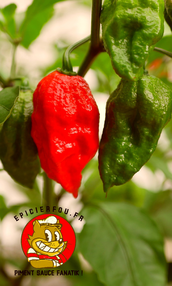 piment bhut jolokia