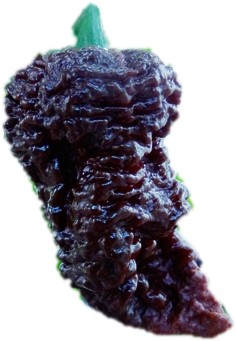 piment-big-black-mama-extreme-scoville-epicier-fou