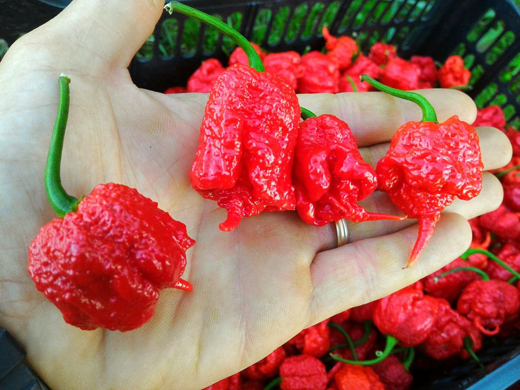 piment Carolina Reaper 