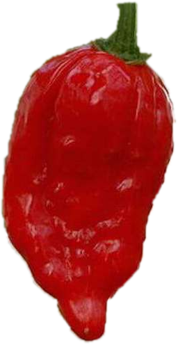 piment-naga-morich-extreme-inde-scoville-epicier-fou