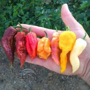 piment-fort-extraction-naga-reaper-scorpion-epicier-fou