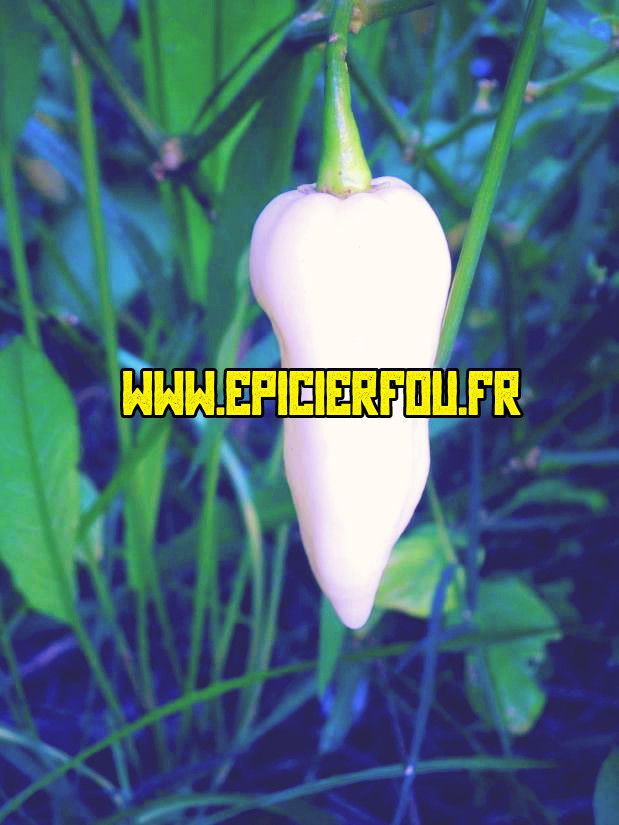 piment white jolokia blanc