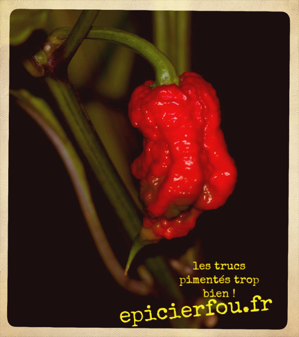 Piment Trinidad Moruga Scorpion - Semence Canada - Piment fort