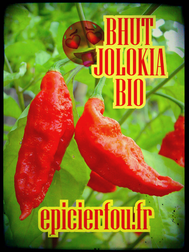 piment bio naga jolokia