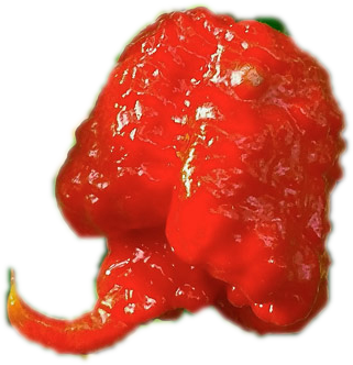 La Grande Épicerie de Nouméa - Mini Marché - 🌶🌶🌶 LE CAROLINA REAPER : LE  PIMENT LE PLUS FORT AU MONDE 🌶🌶🌶 ARRIVAGE DE ➡️ CAROLINA REAPER ⬅️  Origine : locale ÉCHELLE