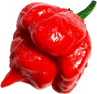 piment-moruga-scorpion-trinidad-scoville-fort-monde-epicier-fou